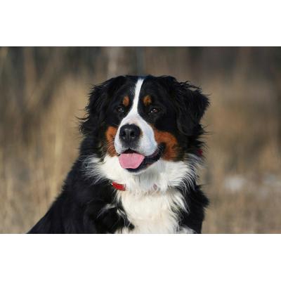 Fototapete PAPERMOON "Hund, Berner Sennenhund", bunt, B:3m L:2,23m, Vlies, Tapeten