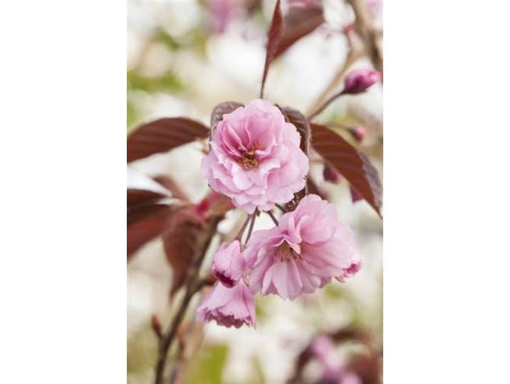 Zierkirsche 'Royal Burgundy' 125-150 cm Topf Prunus serrulata winterhart Purpurrotes Laub, rosa Blüte April bis Mai, sonnig bis halbschattig, Solitärbaum, winterhart bis -20 °C