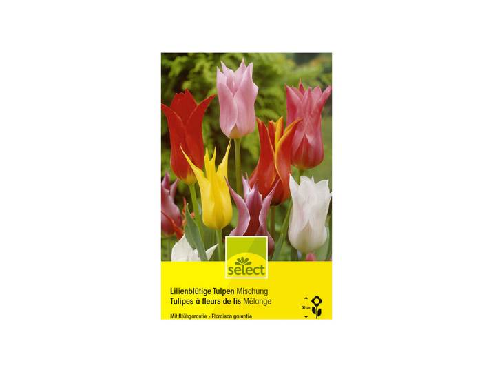 Select Blumenzwiebel Lilienblütige Tulpen, Mischung