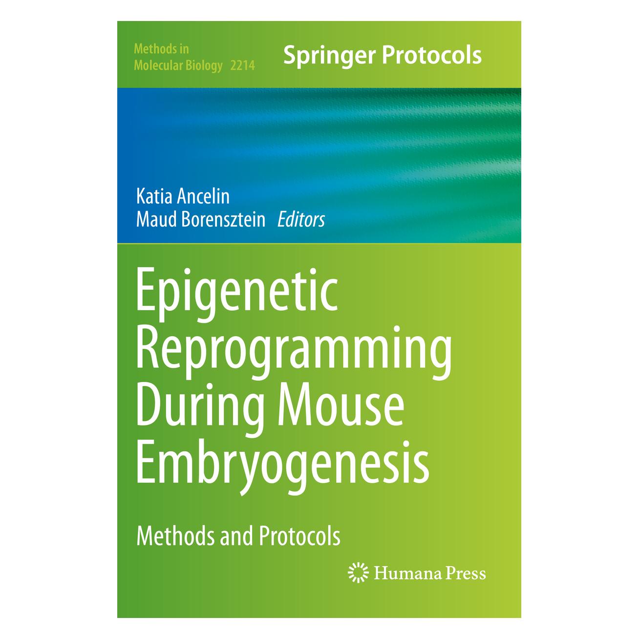 Springer Epigenetic Reprogramming During Mouse Embryogenesis (Englisch, Softcover, Katia Ancelin, Maud Borensztein) (56210384)