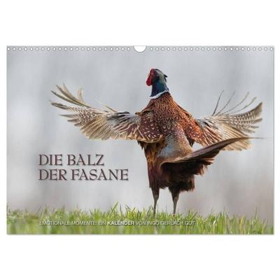 Emotionale Momente: Die Balz der Fasane / CH-Version (Wandkalender 2027 DIN A3 quer), CALVENDO Monatskalender