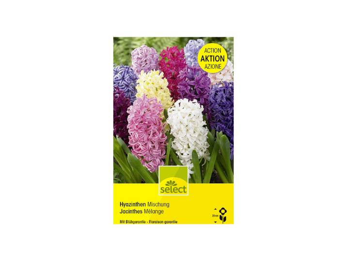 Select Blumenzwiebel Hyazinthen Mischung Grosspackung