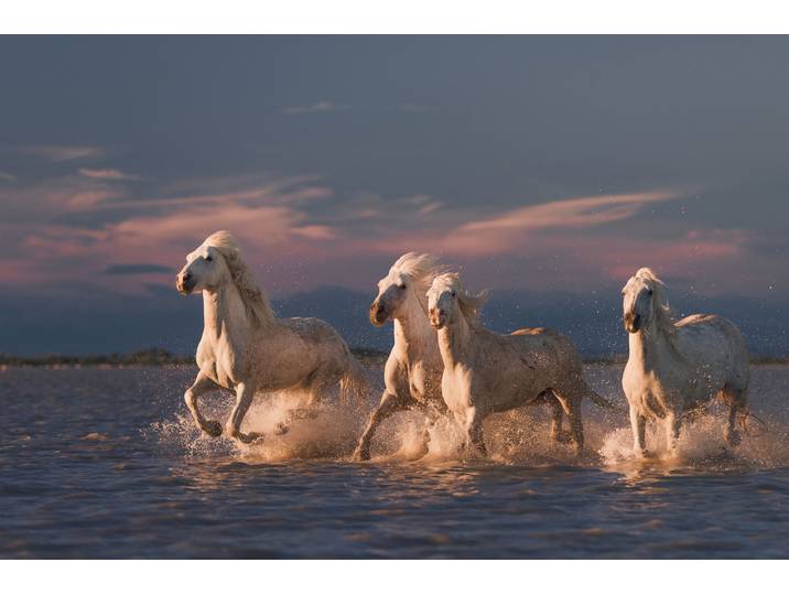 Papermoon Photo-Art ROSTOVSKIY ANTON, ANGELS VON CAMARGUE