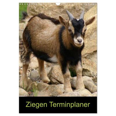 Ziegen Terminplaner (Wandkalender 2026 DIN A3 hoch), CALVENDO Monatskalender