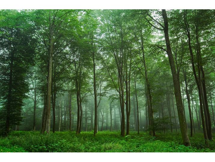 Fototapete PAPERMOON Photo-Art LEIF LONDAL, BLICK AUF DEN WALD , bunt, B:4m L:2,6m, Vlies, Tapeten, Fototapete