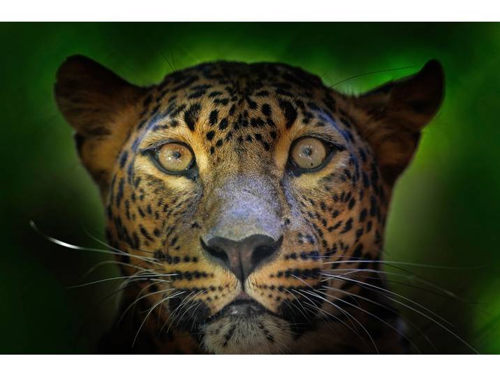 Fototapete PAPERMOON JAGUAR-PUMA TIGER LÖWE GEPARD DSCHUNGEL TIERE NATUR , bunt, B:2,5m L:1,86m, Vlies, Tapeten, Fototapete