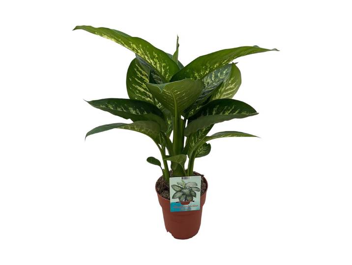 Dieffenbachia Tropic Snow Ø19