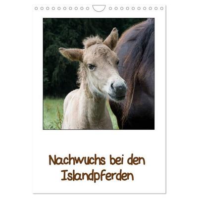 Nachwuchs bei den Islandpferden (Wandkalender 2026 DIN A4 hoch), CALVENDO Monatskalender