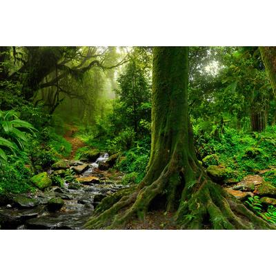 Fototapete PAPERMOON "Tropischer Jubgle Stream", bunt, B:4,5m L:2,8m, Vlies, Tapeten
