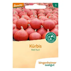 Hokkaido-Kürbis - Red Kuri