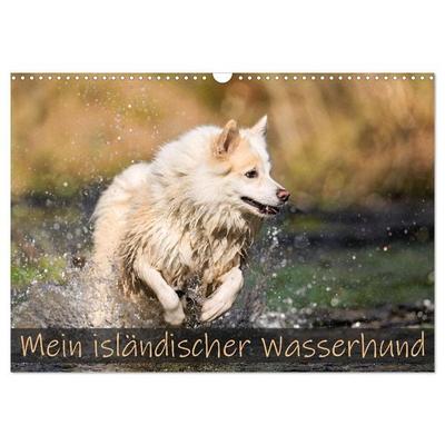 Mein isländischer Wasserhund (Wandkalender 2026 DIN A3 quer), CALVENDO Monatskalender