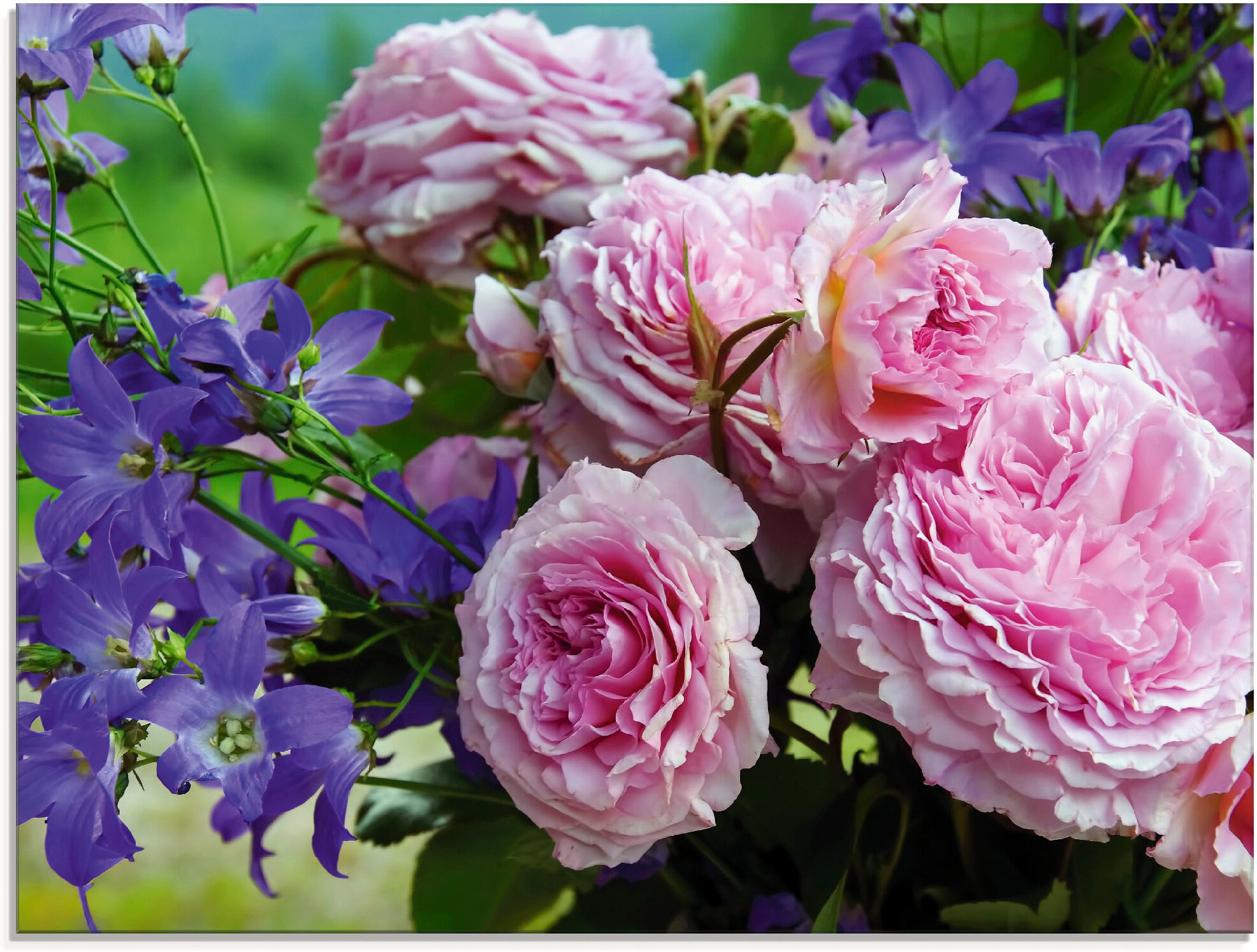 Glasbild ARTLAND "Rosen und Glockenblumen", pink (farbe bild(er): pink), B:80cm H:60cm, Bilder, Glasbild, in verschiedenen Grössen farbe bild(er): pink B/H/T: 80cm x 60cm, Glasbild Blumen, 1 Stk.