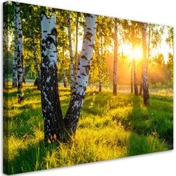 LEINWANDBILD Birkenwald Natur Landschaft 120x80cm