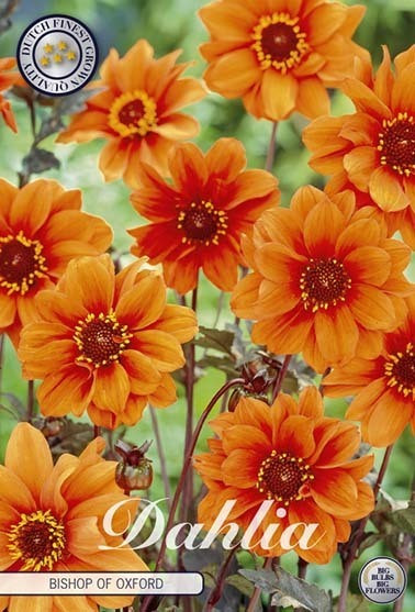 Plantenkontor Dahlie Bishop of Oxford laag oranje 1 bol
