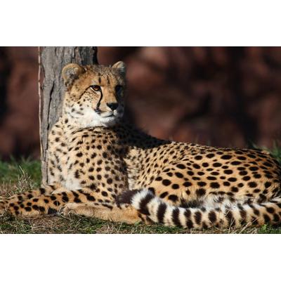 Fototapete PAPERMOON "Leopard", bunt, B:4,5m L:2,8m, Vlies, Tapeten
