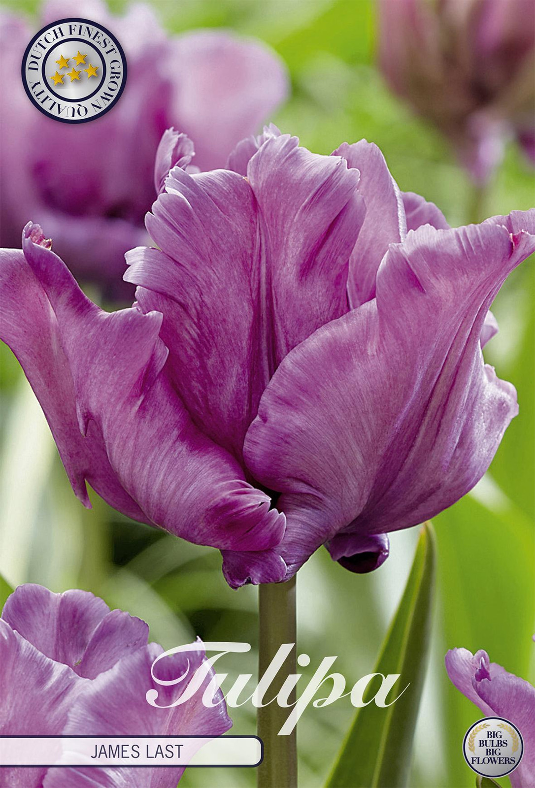 Sam van Schooten Tulpen James Last (7 stuks)
