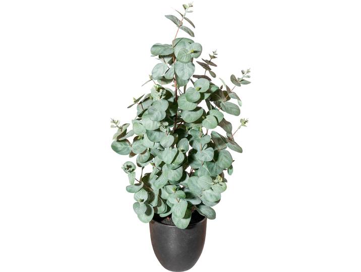 Künstliche Zimmerpflanze CREATIV GREEN Eukalyptus , grün, H:60cm Ø:20cm, Polyester, Kunstpflanzen, Künstliche Zimmerpflanze