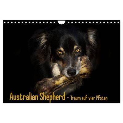 Australian Shepherd - Traum auf vier Pfoten (Wandkalender 2026 DIN A4 quer), CALVENDO Monatskalender