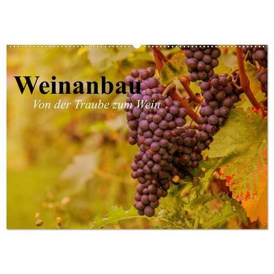 Weinanbau. Von der Traube zum Wein (Wandkalender 2027 DIN A2 quer), CALVENDO Monatskalender