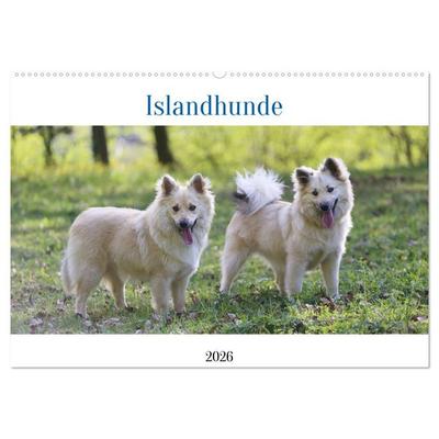 Islandhunde (Wandkalender 2026 DIN A2 quer), CALVENDO Monatskalender