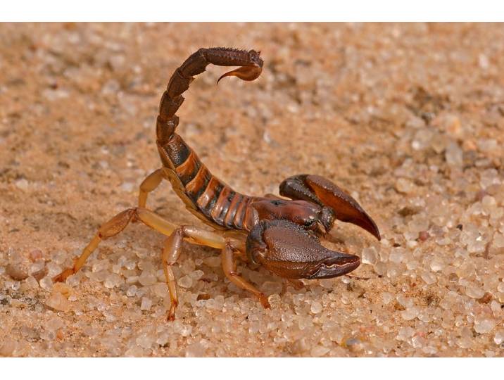 Fototapete PAPERMOON Aggressiver Skorpion , bunt, B:4,5m L:2,8m, Vlies, Tapeten, Fototapete