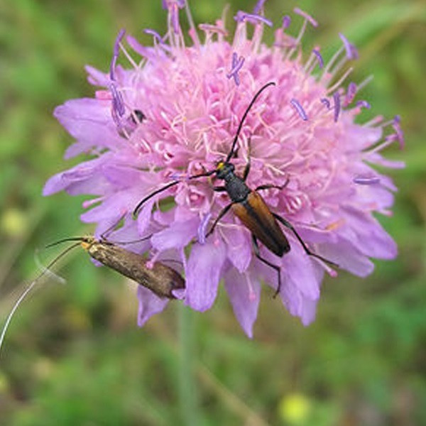 6 x Akkerwittebloem Knautia arvensis in pot van 9x9 cm van Arborix
