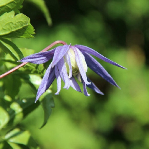 2 x Alpenreuklaurier Clematis alpina Frances Rivis, 50-60 cm, in pot