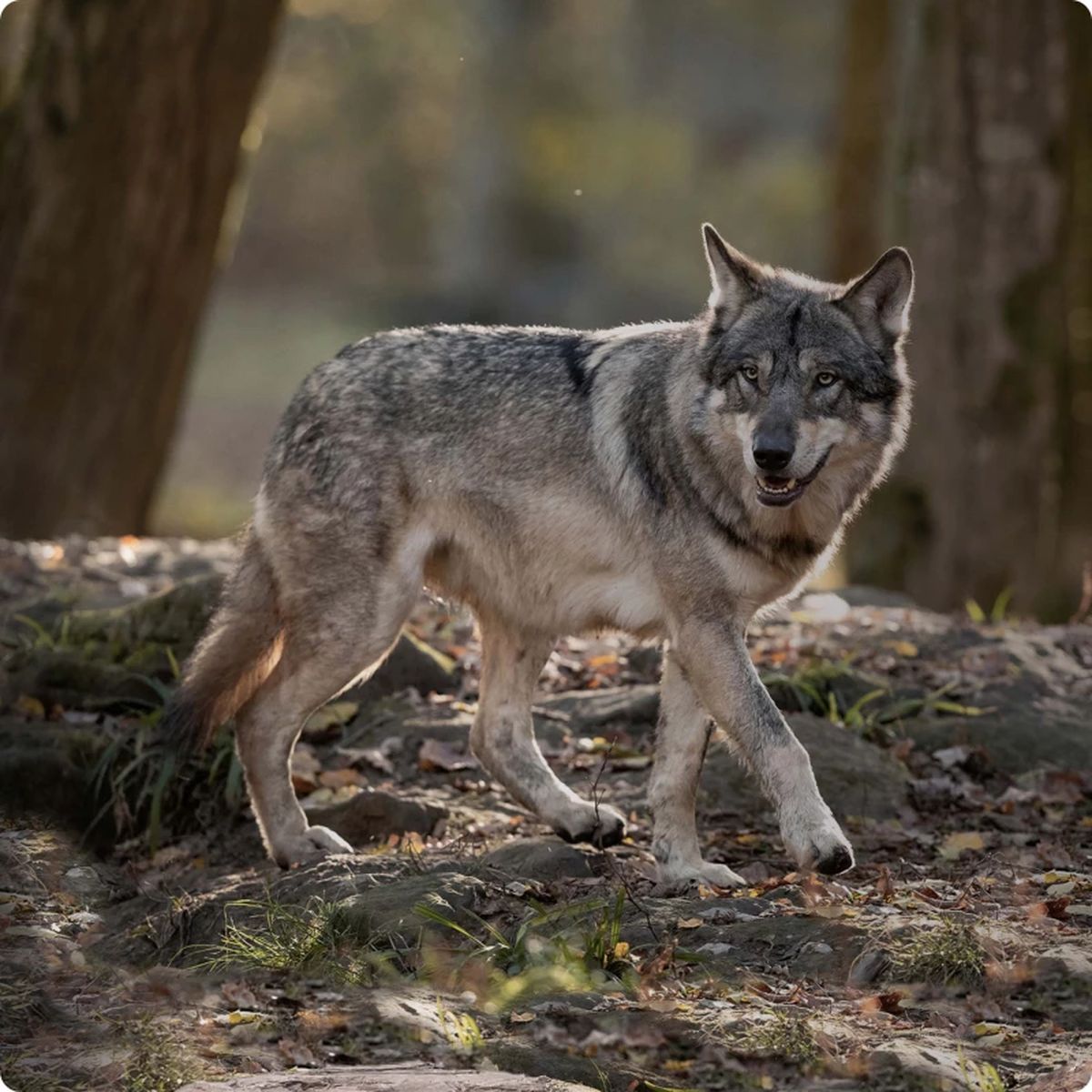 Real Nature Wilderness Dog Pure Anatra 12KG