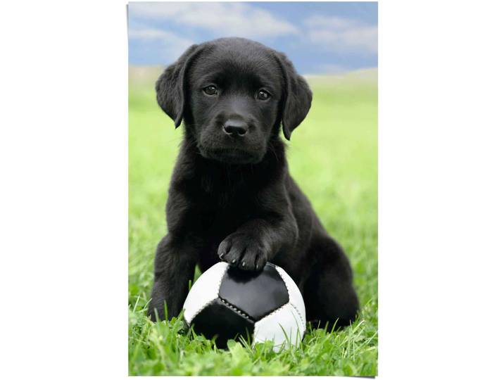 Poster REINDERS Labrador Welpe Fussball , bunt (farbe bild(er): mehrfarbig), B:61cm H:91,5cm, Papier, Bilder, Poster