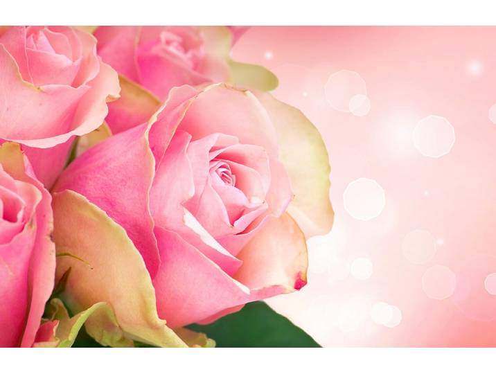 Fototapete PAPERMOON ROSEN-BLUMEN ART DESIGN ABSTRAKT MUSTER DECOR KUNST , bunt, B:4m L:2,6m, Vlies, Tapeten, Fototapete
