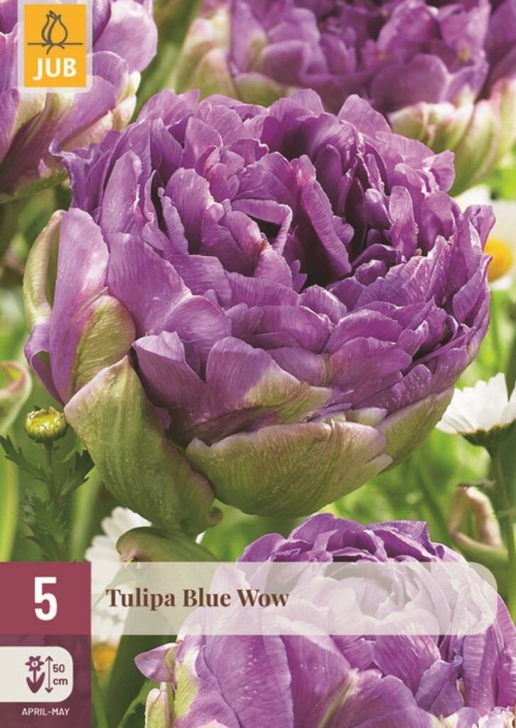 Jub Tulp Blue Wow 5 bollen