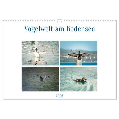 Vogelwelt am Bodensee 2026 (Wandkalender 2026 DIN A3 quer), CALVENDO Monatskalender