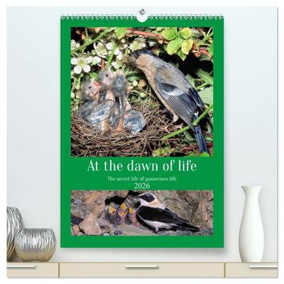 At the dawn of life the secret life of passerines (High Quality Premium Wall Calendar 2026 DIN A2 portrait),CALVENDO 12 Month Wall Calendar