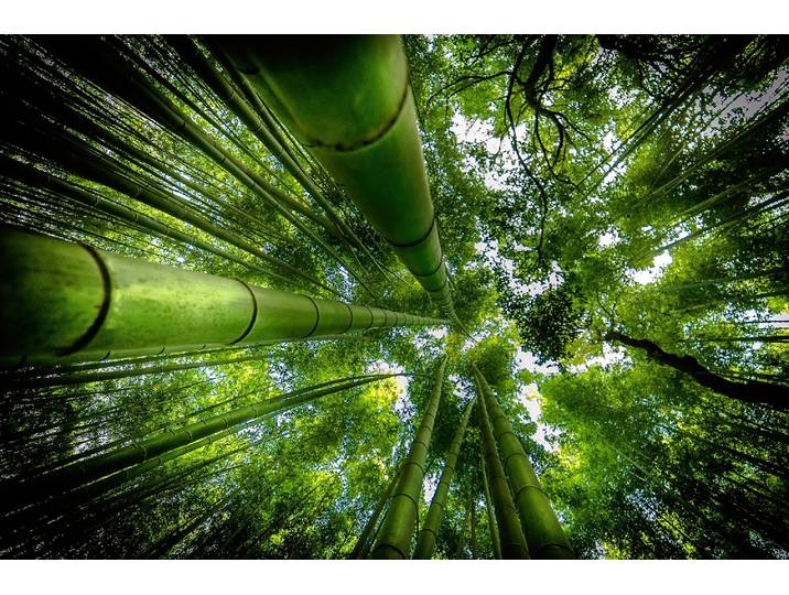 Fototapete PAPERMOON Photo-Art DAVID ROS, ARASHIYAMA , bunt, B:5m L:2,8m, Vlies, Tapeten, Fototapete