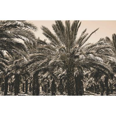 Fototapete PAPERMOON "PLANTAGE-PALMEN TEXTUR MUSTER ILLUSION WAND DEKOR XXL", bunt, B:5m L:2,8m, Vlies, Tapeten