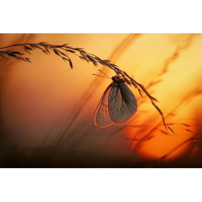 Fototapete PAPERMOON "Photo-Art FRANCOIS CASANOVA, GUTE NACHT", bunt, B:4,5m L:2,8m, Vlies, Tapeten