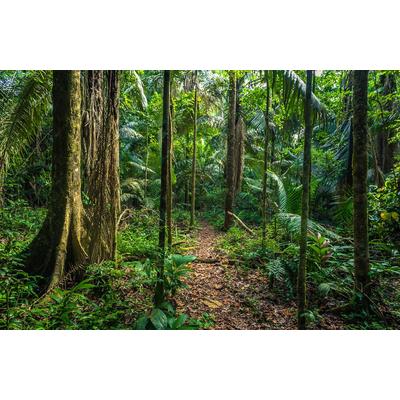 Fototapete PAPERMOON "REGEN-WALD-AMAZONAS PERU MANO PARK WEG BÄUME SYDAMERIKA", bunt, B:2,5m L:1,86m, Vlies, Tapeten