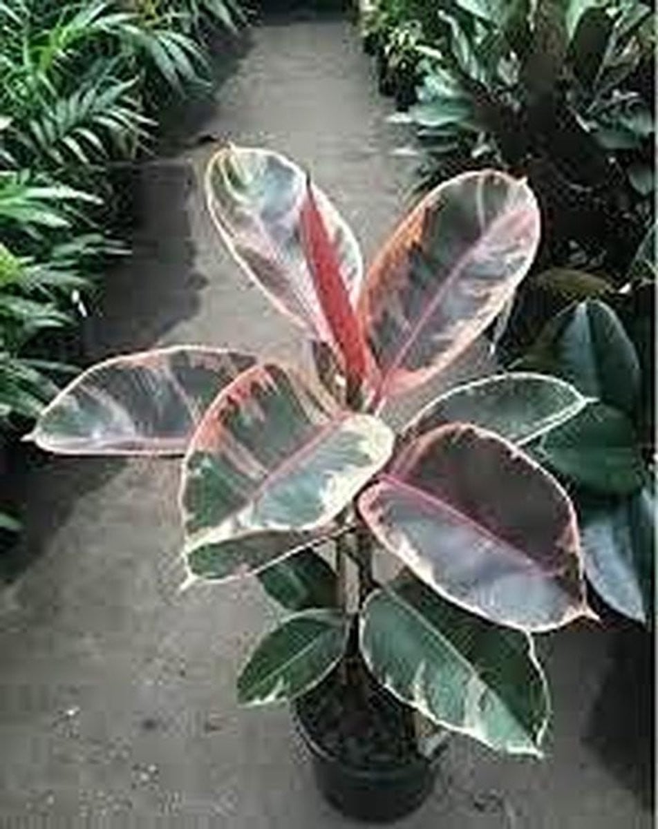 Set van 8 Ficus Elastica kamerplanten, Rubberboom, Groen