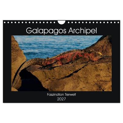 Galapagos Archipel- Faszination Tierwelt (Wandkalender 2027 DIN A4 quer), CALVENDO Monatskalender
