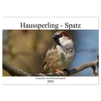 Haussperling - Spatz fotografiert von Ostfriesenfotografie (Wandkalender 2026 DIN A2 quer), CALVENDO Monatskalender
