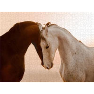 CALVENDO Puzzle Marwari Pferde | 1000 Teile Lege-Größe 64x48cm Foto-Puzzle für glückliche Stunden