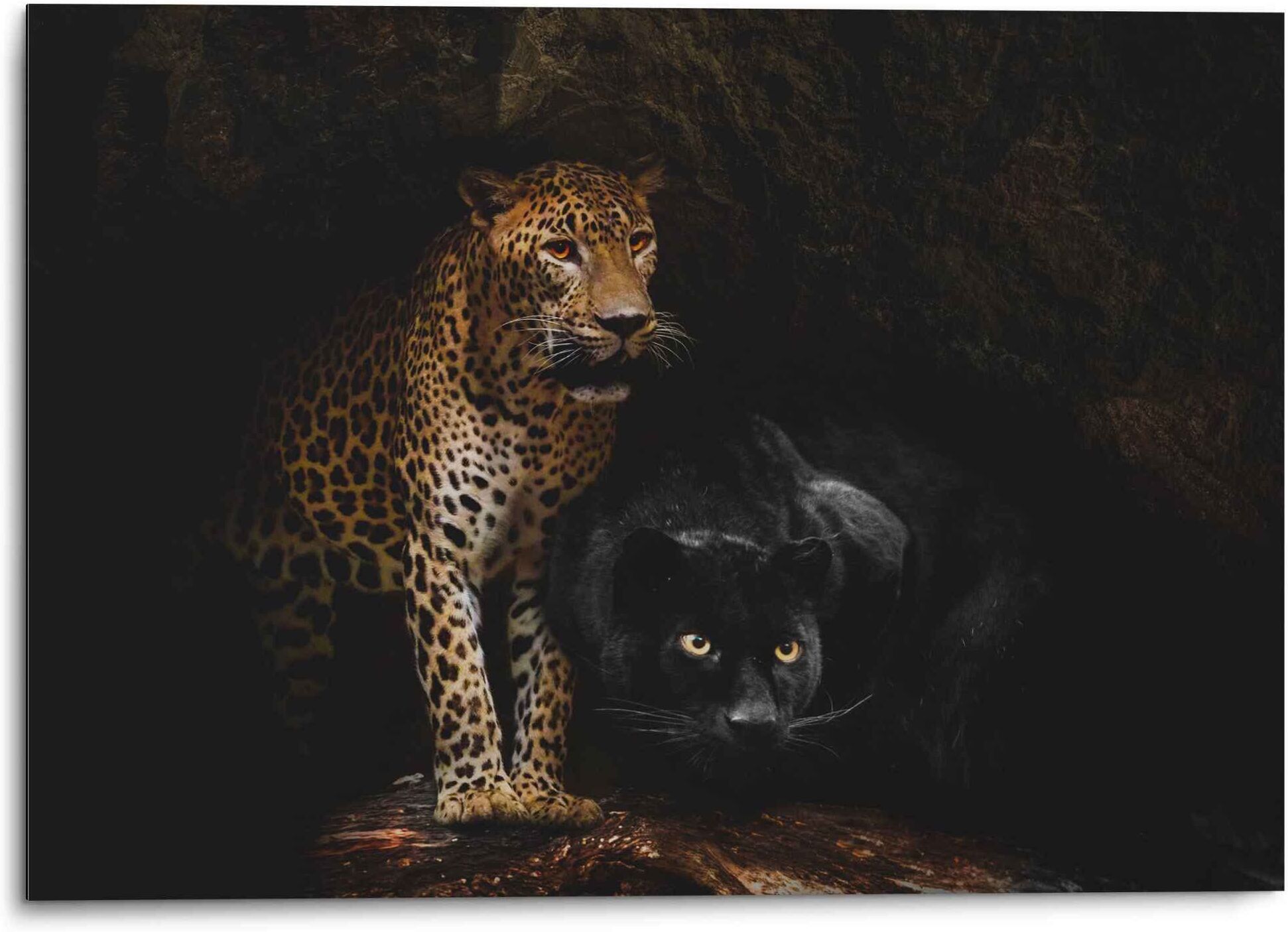 Reinders! Wandbild REINDERS "Aluminium Wandbild Raubtiere Panther - Cougar - Katzen - Höhle", schwarz (farbe bild(er): schwarz), B:70cm H:50cm, Aluminium, Bilder, Wandbild farbe bild(er): schwarz B/H/T: 70cm x 50cm, Wildtiere, 1 Stk.