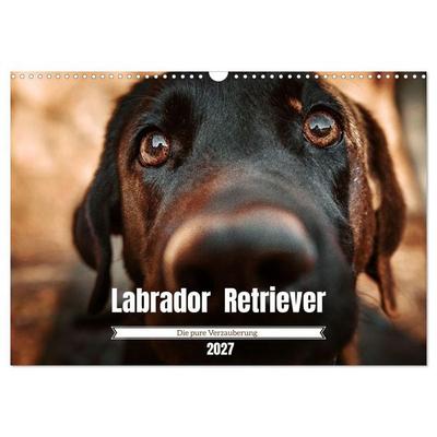 Verzauberung Labrador Retriever 2027 (Wandkalender 2027 DIN A3 quer), CALVENDO Monatskalender
