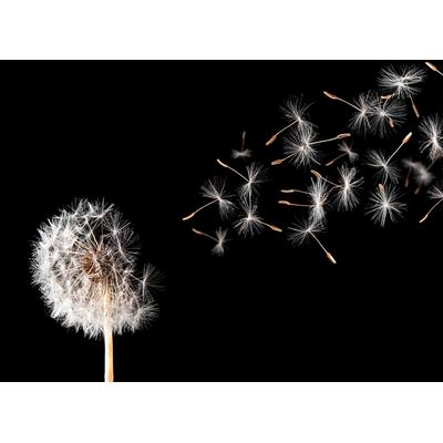 Fototapete PAPERMOON "Dandelion", bunt, B:2m L:1,49m, Vlies, Tapeten