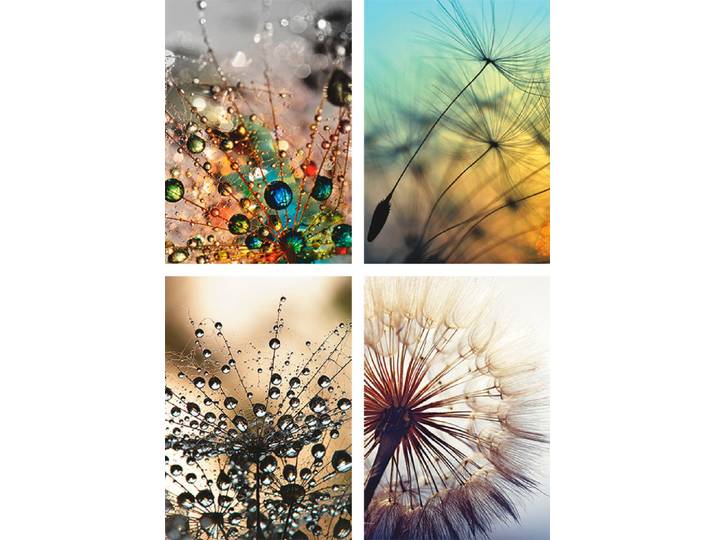 Poster ARTLAND Pusteblume,Nahaufnahme Löwenzahn , beige (farbe bild(er): naturfarben), B:21cm H:29,7cm, Bilder, Poster, Bilder Set, 4tlg., ohne Rahmen