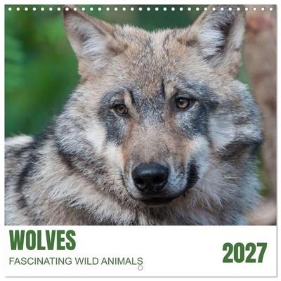 Wolves - fascinating wild animals (Wall Calendar 2027 12 × 12 Inch) CALVENDO 12 Month Wall Calendar