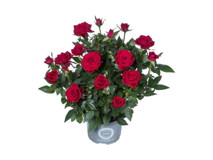 Qualité & Prix Topfrose ⌀ 10.5 cm