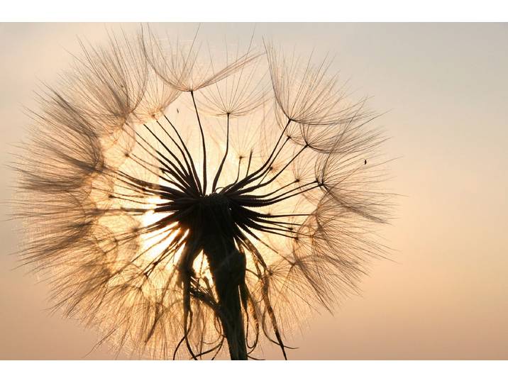 Fototapete PAPERMOON Pusteblume , bunt, B:4,5m L:2,8m, Vlies, Tapeten, Fototapete