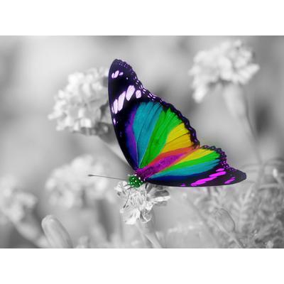 Papermoon "Bunter Schmetterling auf weißen Blumen"