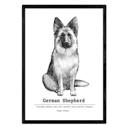 POSTER Pastor Deutsch Dekorativer Hund A4 Rahmenlos